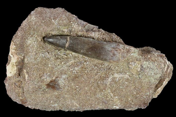 Fossil Plesiosaur (Zarafasaura) Tooth - Morocco #116945